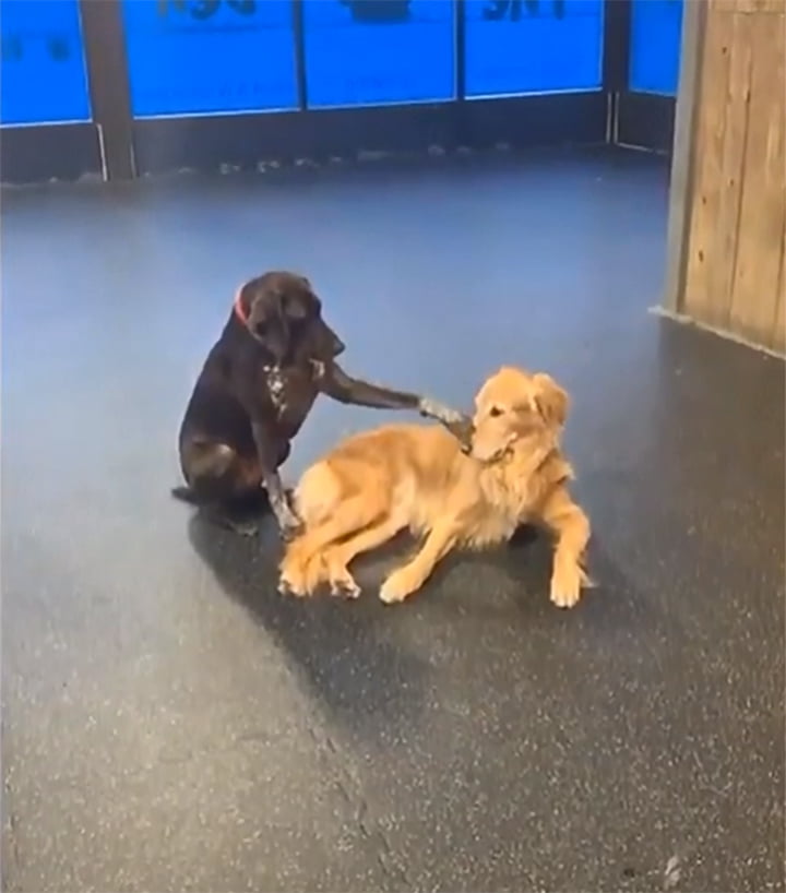 Perro insiste en acariciar a todos sus compañeros de la guardería para perros 6 Perro acaricia a todo en la guardería