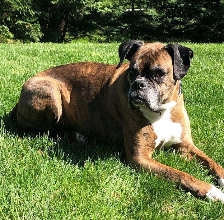 Perro entrega vino en la acera durante la cuarentena por Covid-19 7 Perro Boxer inteligente