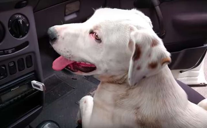 Perro sin hogar salta en el auto de un hombre y se duerme inmediatamente 5 Perro callejero aborda automóvil