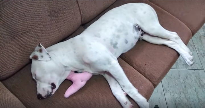 Perro callejero duerme en sofá