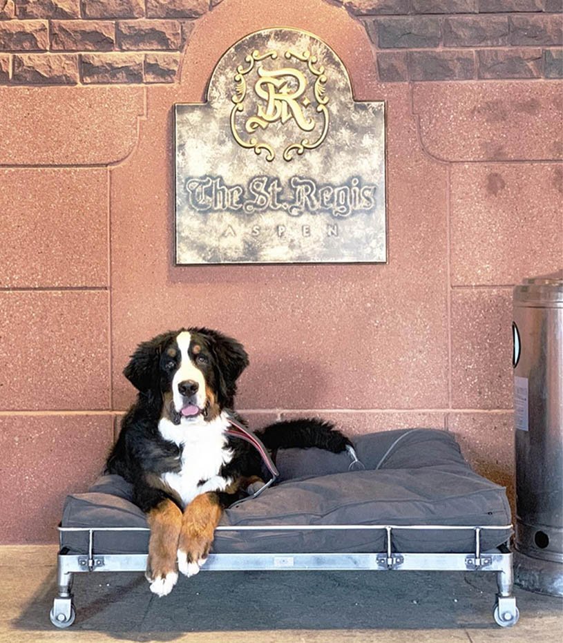 Hotel tiene su propio perro Bernés de la Montaña para abrazar a los huéspedes y acurrucarse con ellos 1 Perro de montaña del hotel