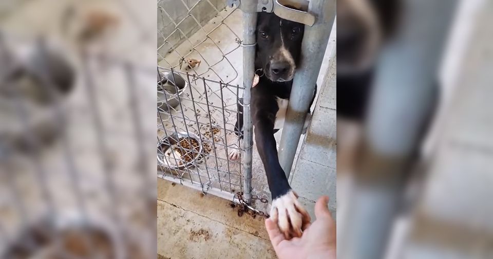 Perro del refugio toma la mano de cualquiera que pase por su perrera
