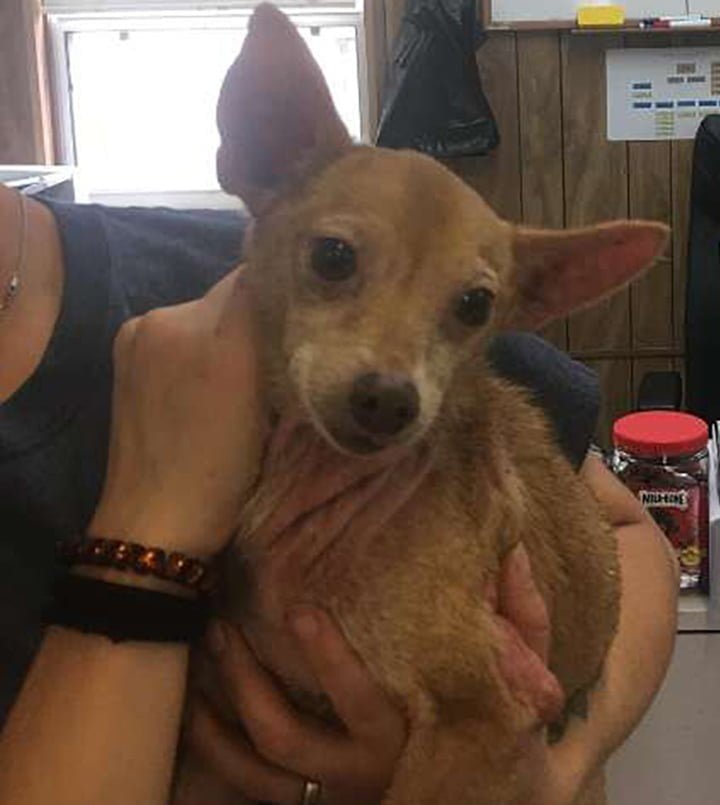 Perro en el refugio perdido