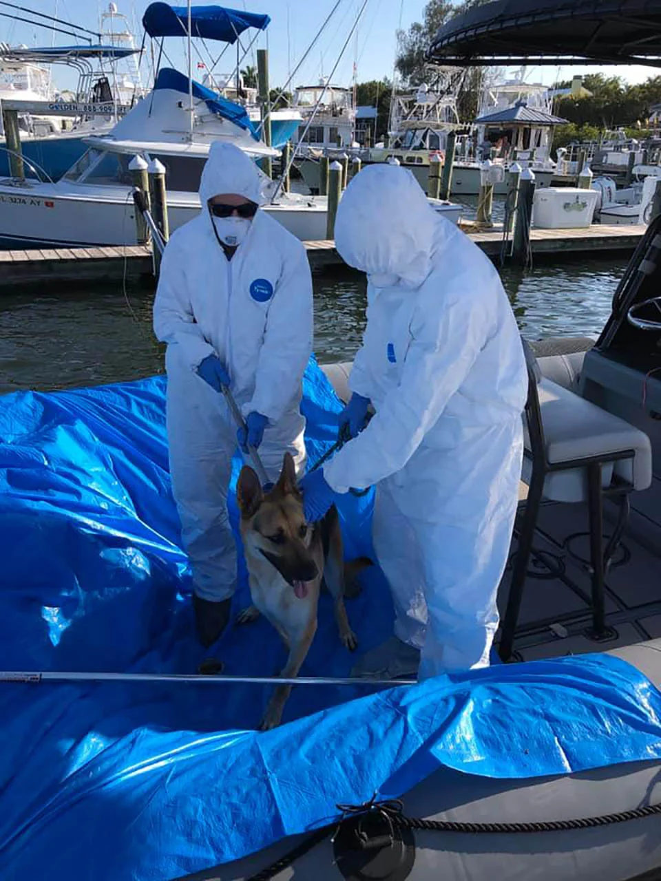 Perro rescatado de casa flotante Perro rescatado de casa flotante