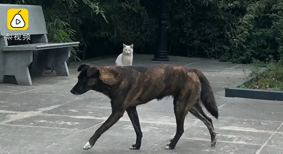 Perro leal espera 3 años a que su dueño regrese a casa sin darse cuenta que lo han dejado 1 Perro se quedo sin familia