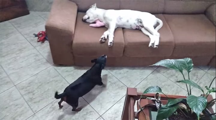 Perro sin hogar salta en el auto de un hombre y se duerme inmediatamente 7 Perros de Rodrigo mirando la visita