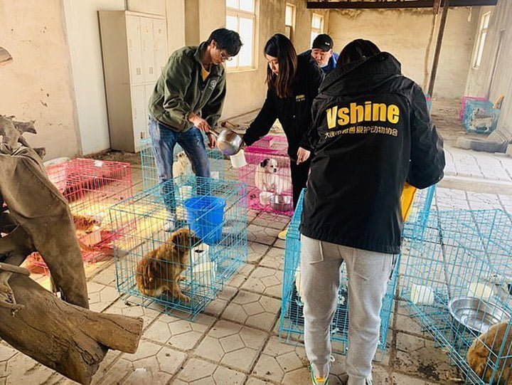 Cientos de perros robados fueron rescatados de un matadero ilegal en China 9 Perros rescatados de matadero ilegal
