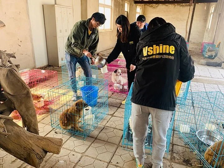 Perros rescatados de matadero ilegal