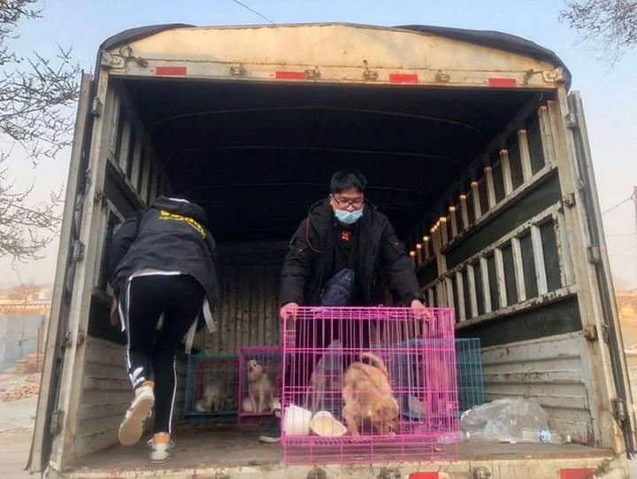 Perros rescatados de matadero