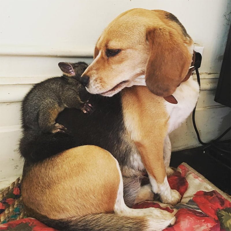 Beagle adopta a una zarigüeya bebé después de perder a su camada de cachorros 2 Poss con su madre Molly
