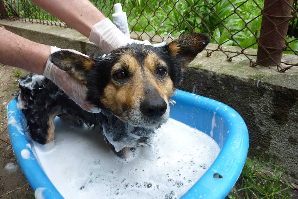 Primer baño de perrito rescatado