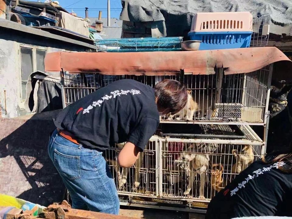 Segunda ciudad china prohíbe a sus residentes consumir animales de compañía 8 Prohíben el consumo de perros