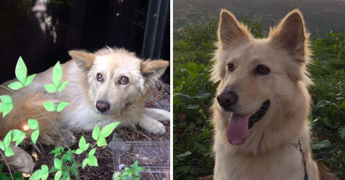 Rescatan a perrito inmóvil escondido entre los arbustos debido al maltrato