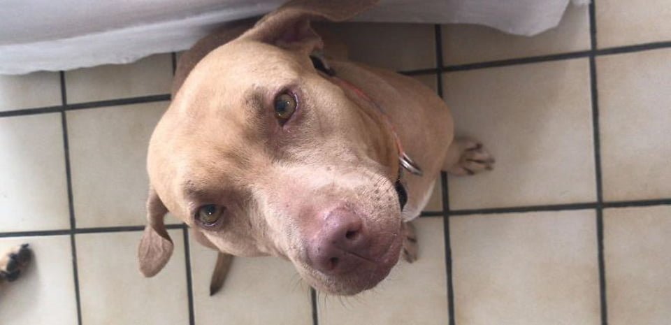 Hombre salta una valla para rescatar a una perrita de una familia descuidada 9 Rostro de perrita recuperada