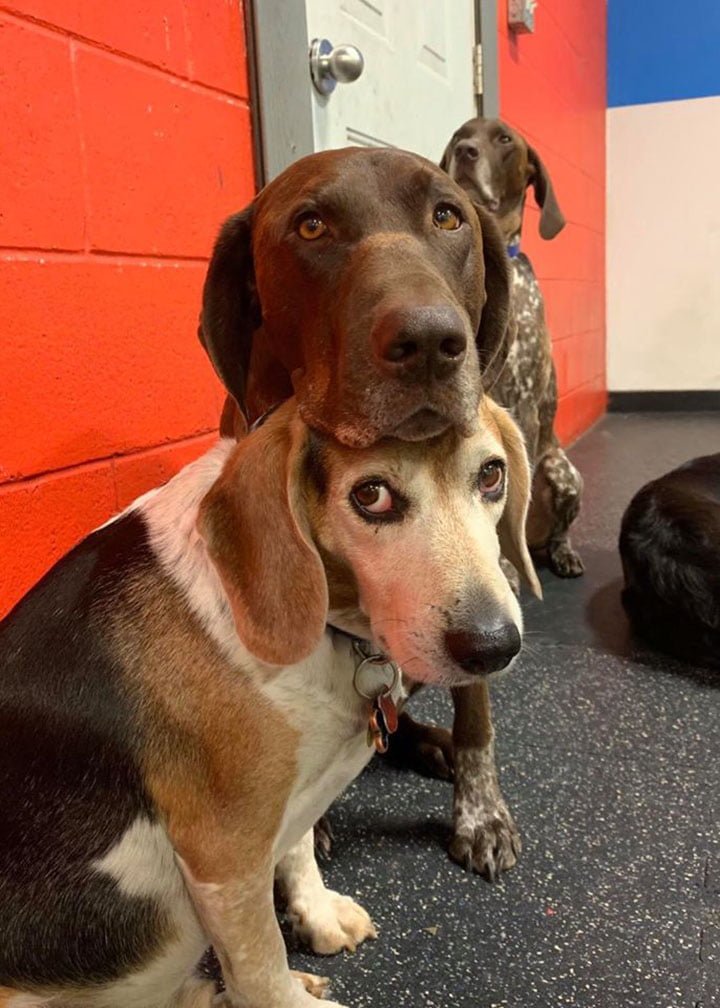 Perro insiste en acariciar a todos sus compañeros de la guardería para perros 12 Ruby y su amigo