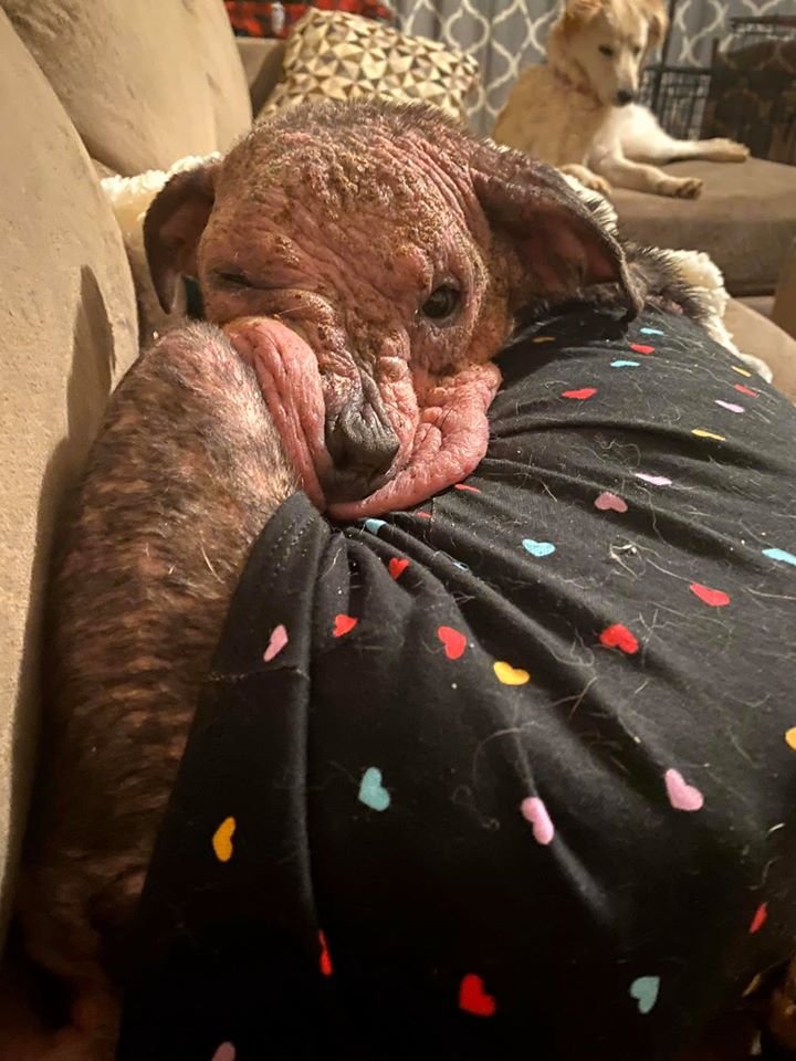 Personas amables salvan a un perro moribundo y su transformación es increíble 10 Salvan perrita enferma