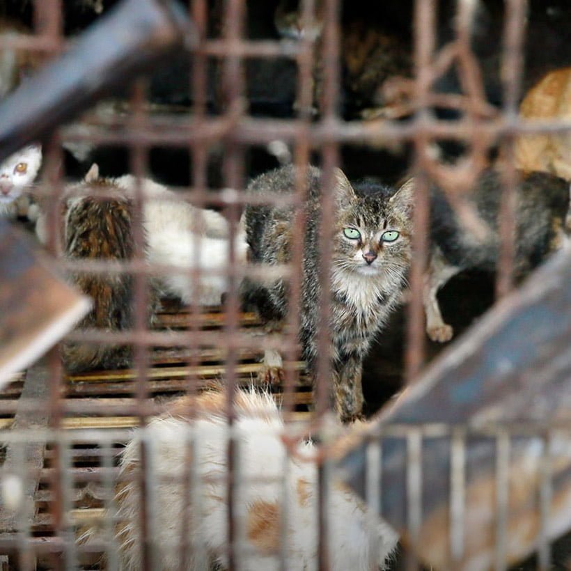 Segunda ciudad china prohíbe a sus residentes consumir animales de compañía 7 Segunda ciudad china en prohibir
