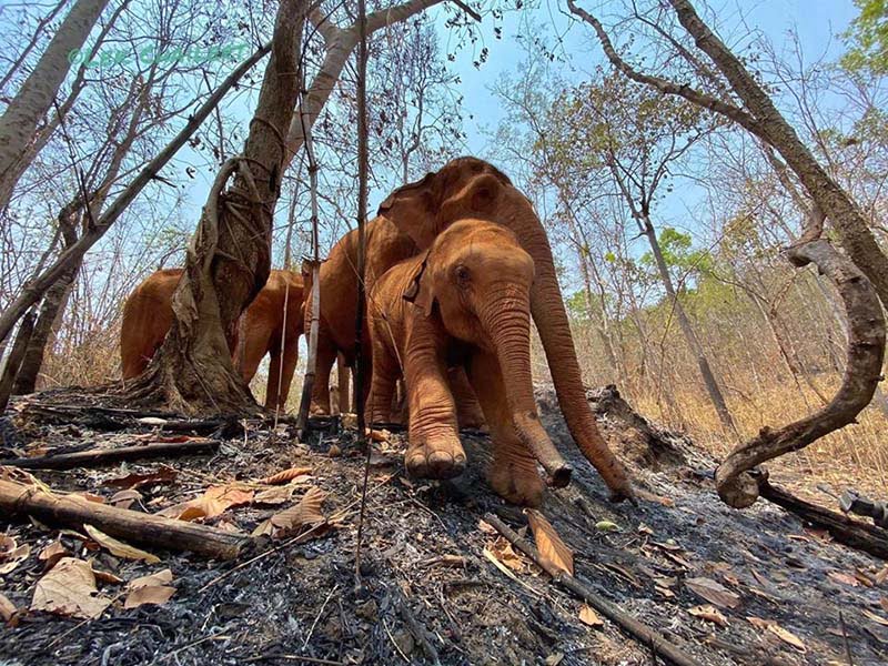 Mil elefantes podrían morir de hambre debido al impacto del coronavirus en Tailandia 8 Sequía amenaza alimentación