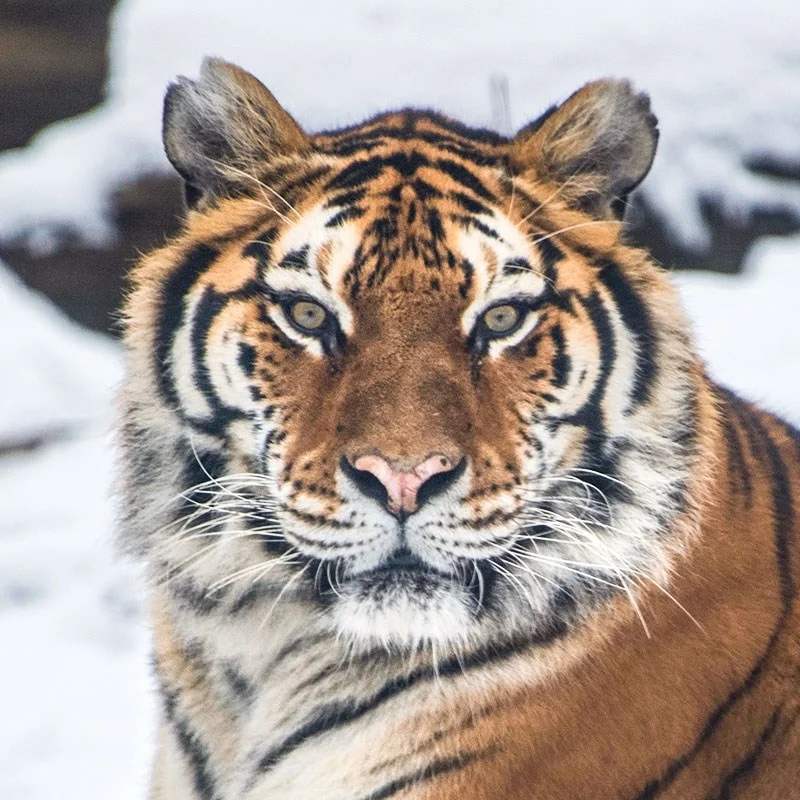 Tigre del Zoológico del Bronx da positivo para Covid-19, primer caso conocido en el mundo 1 Tigre Bronxzoo