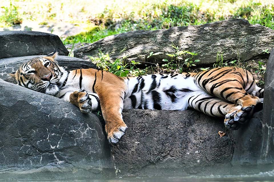 Tigre del Zoológico del Bronx da positivo para Covid-19, primer caso conocido en el mundo 4 Tigre