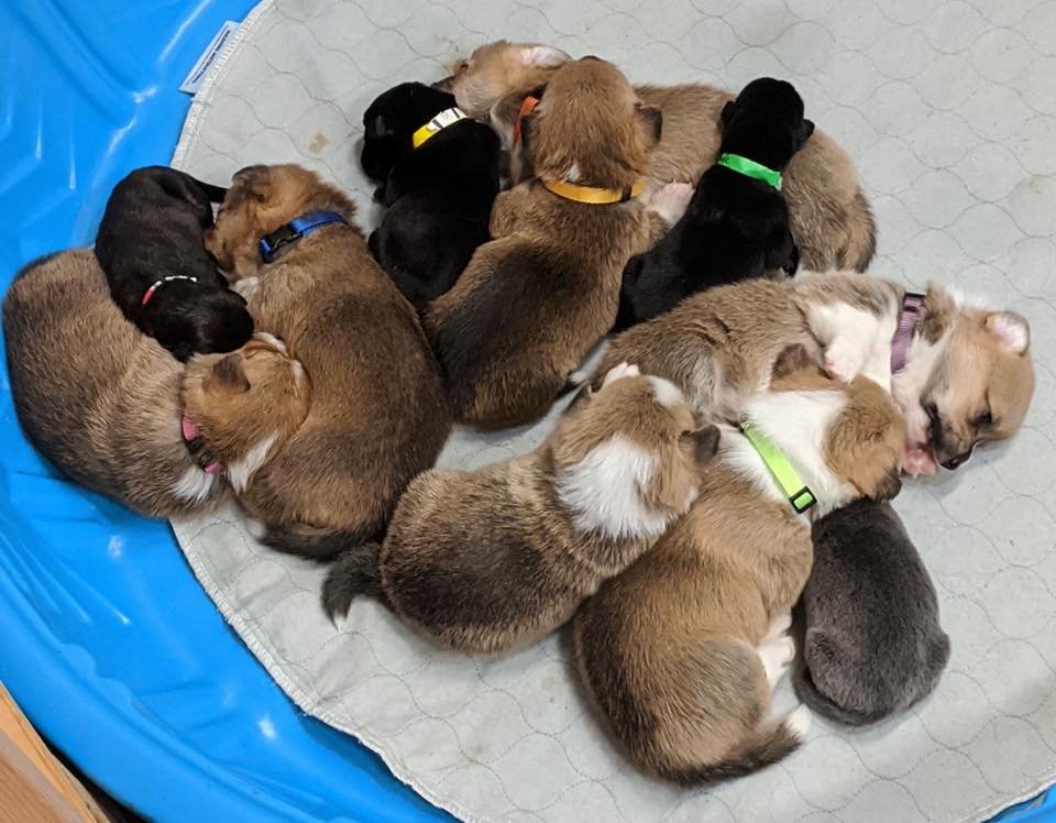 Corgi madre adopta cachorros pitbull abandados como propios 9 Todos los cachorros de Sara