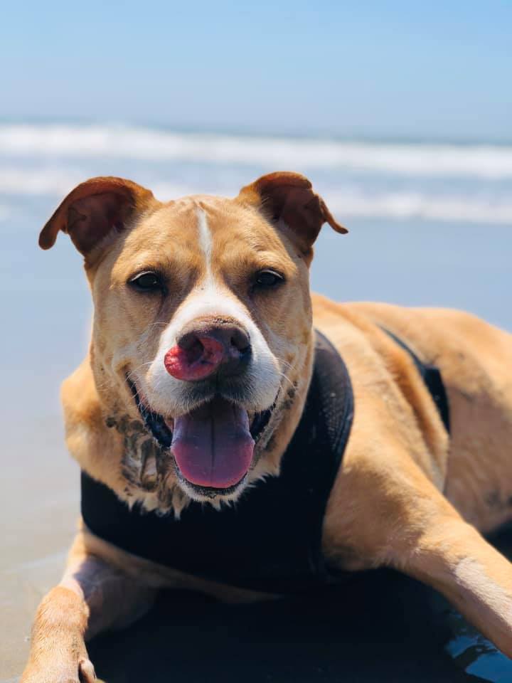 Perro está tan feliz de tener una familia después de 4 años en el refugio 3 Toretto en un día de paseo