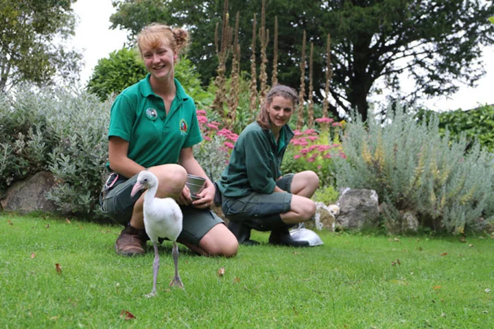 Trabajadoras de zoológico se autoaislan