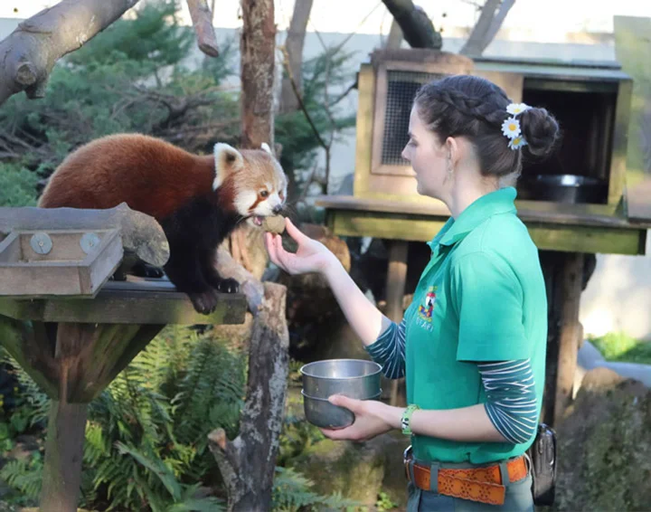 Trabajadoras se autoaislan en resguardo animal
