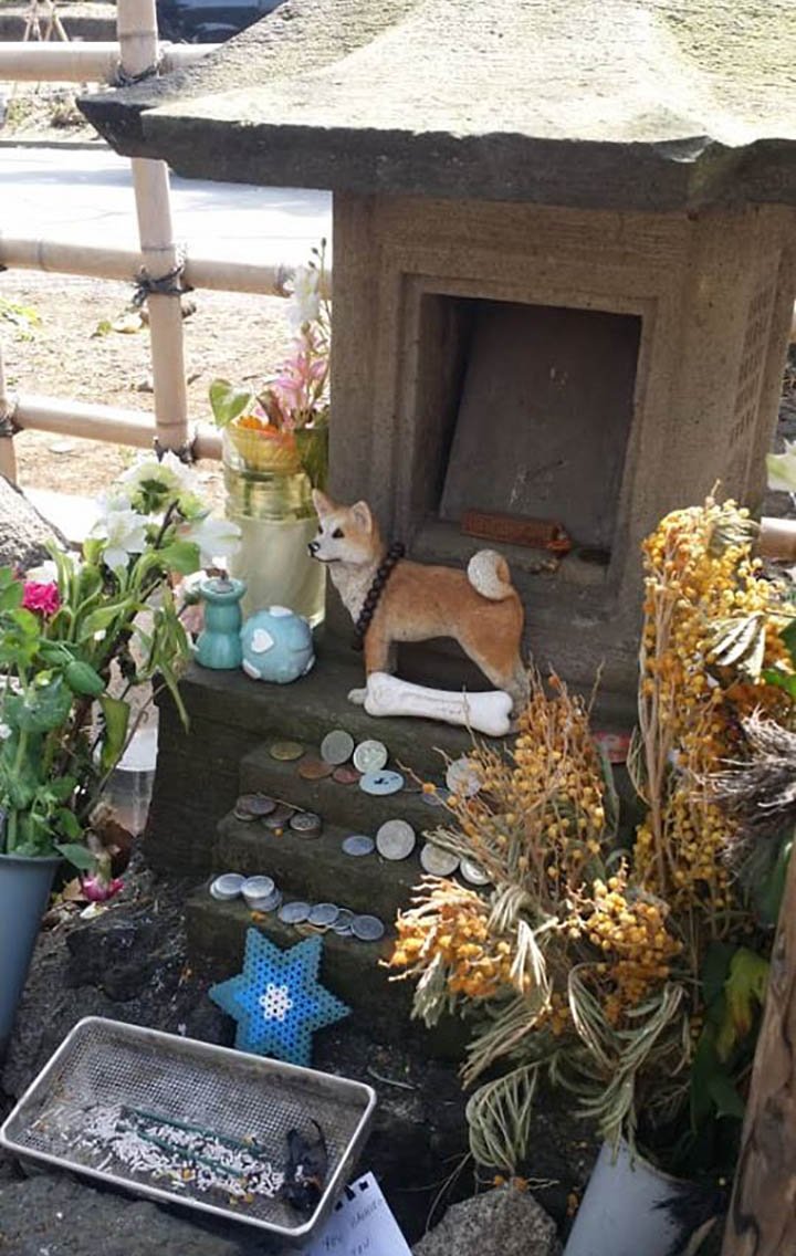 Hombre caminó por 3 días temiendo ser portador del Covid-19 y un perro leal lo acompañó 9 Tumba en el cementerio de perro leal
