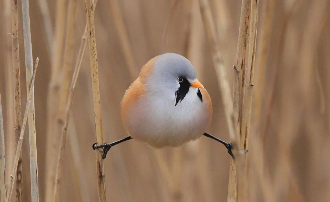 aves que tiene un curiosa forma de pararse en las ramas
