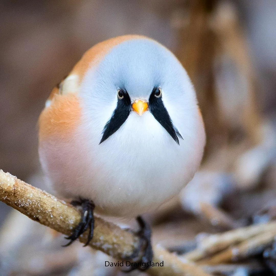  aves se pueden "abrir de piernas" perfectamente