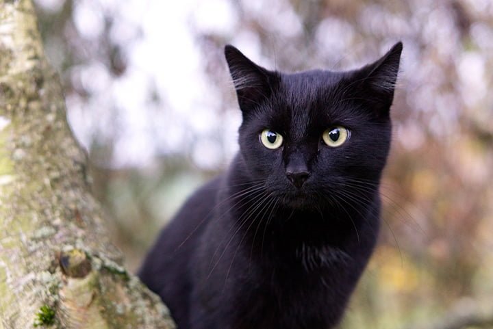 Gatos negros son convertidos en remedio para curar el coronavirus en Vietnam 10 Gatos negros usados como remedio