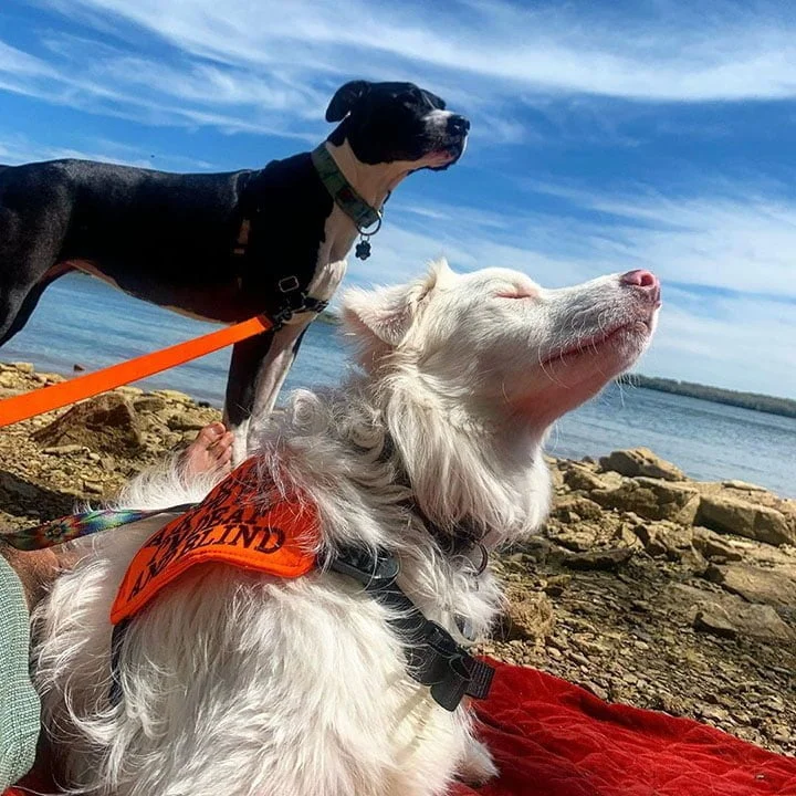 Hombre comparte la adorable manera en que despierta a su perrita ciega y sorda sin asustarla 9 chico tiene adorable manera de despertar a su perro ciego y sordo
