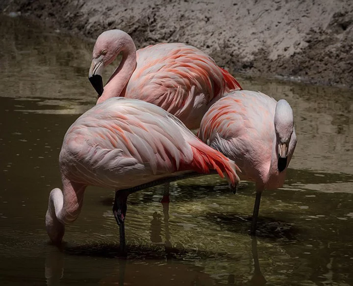 Los flamencos hacen amigos para toda la vida como los humanos 8 Flamencos forman amistad