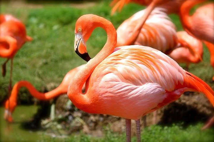 Los flamencos hacen amigos para toda la vida como los humanos 3 Flamencos crean amistad