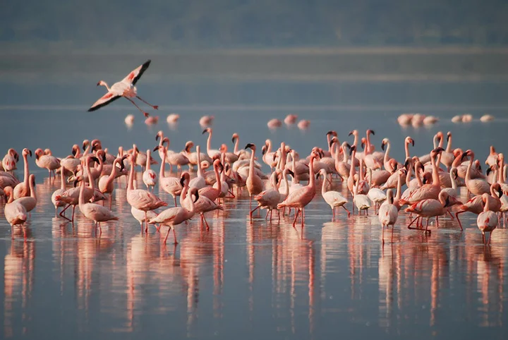 Los flamencos hacen amigos para toda la vida como los humanos 1 Flamencos forman relaciones