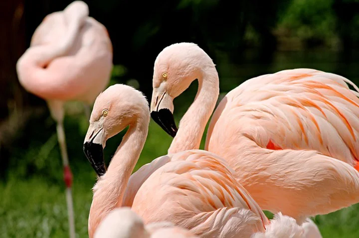 Los flamencos hacen amigos para toda la vida como los humanos 7 Flamencos amistosos