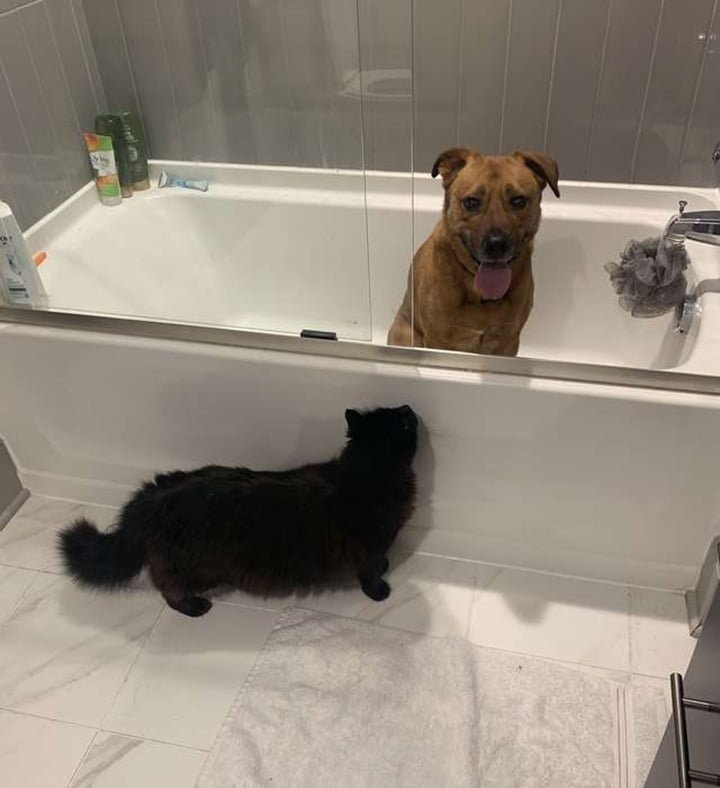 Gato se asegura de que su amigo perro esté bien durante la tormenta 4 Marvin consolando a su amigo