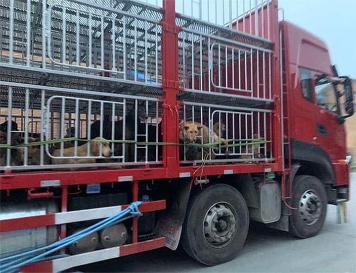 Cientos de perros robados fueron rescatados de un matadero ilegal en China 7 Mascotas rescatadas de matadero