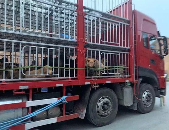 Mascotas rescatadas de matadero