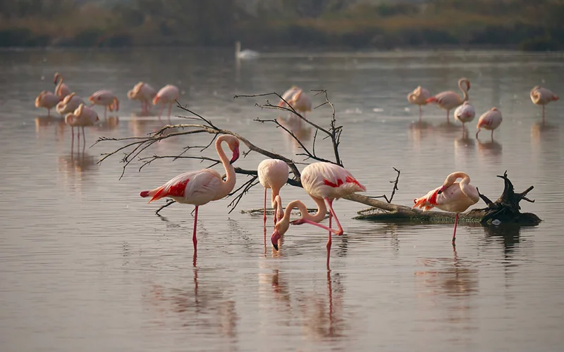 Los flamencos hacen amigos para toda la vida como los humanos 5 Flamencos divididos en grupos