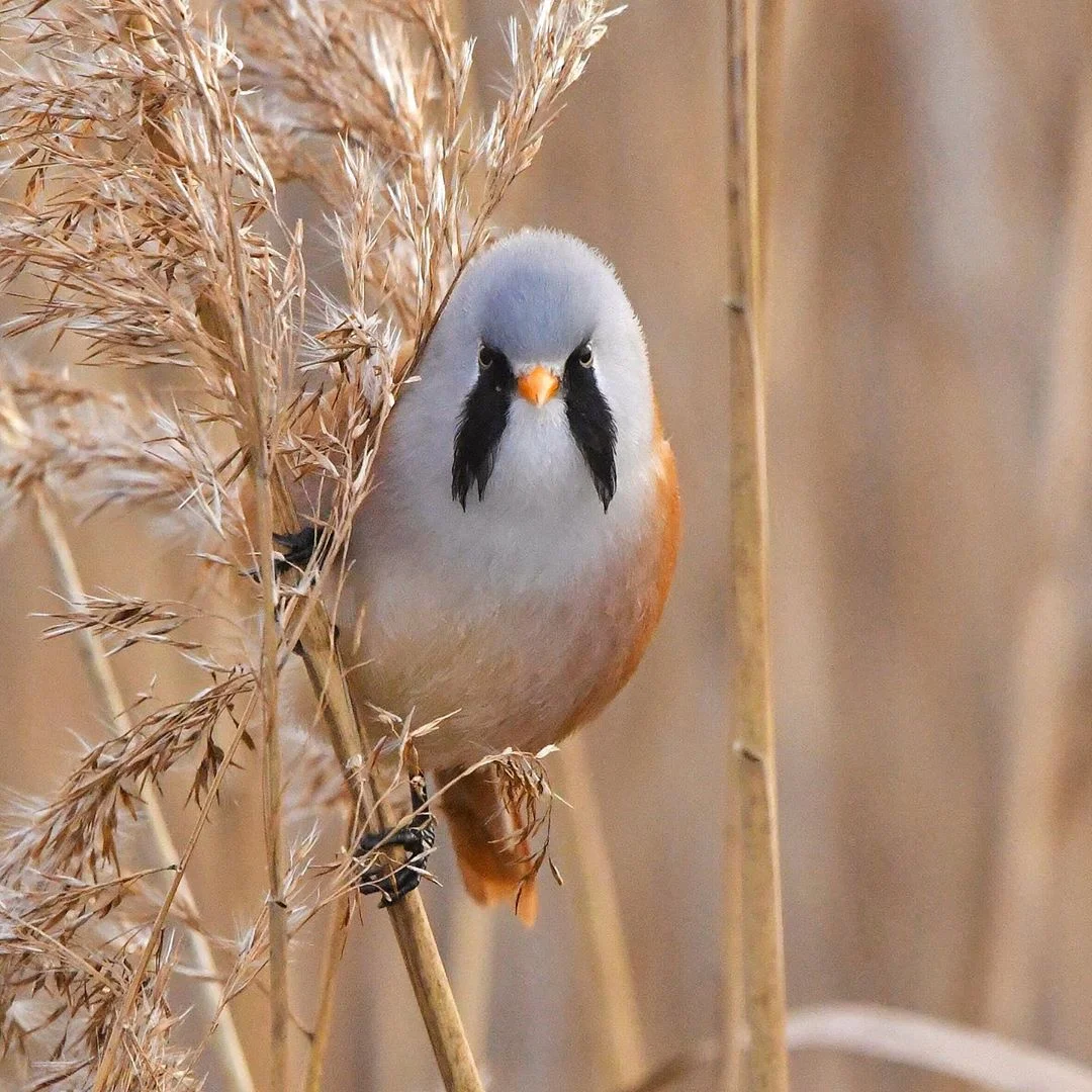 adorables aves redondas