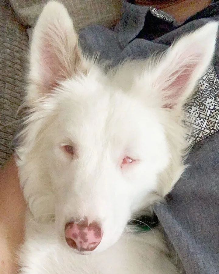 Hombre comparte la adorable manera en que despierta a su perrita ciega y sorda sin asustarla 2 perrita ciega y sorda tiene una linda manera de despertar de la siesta