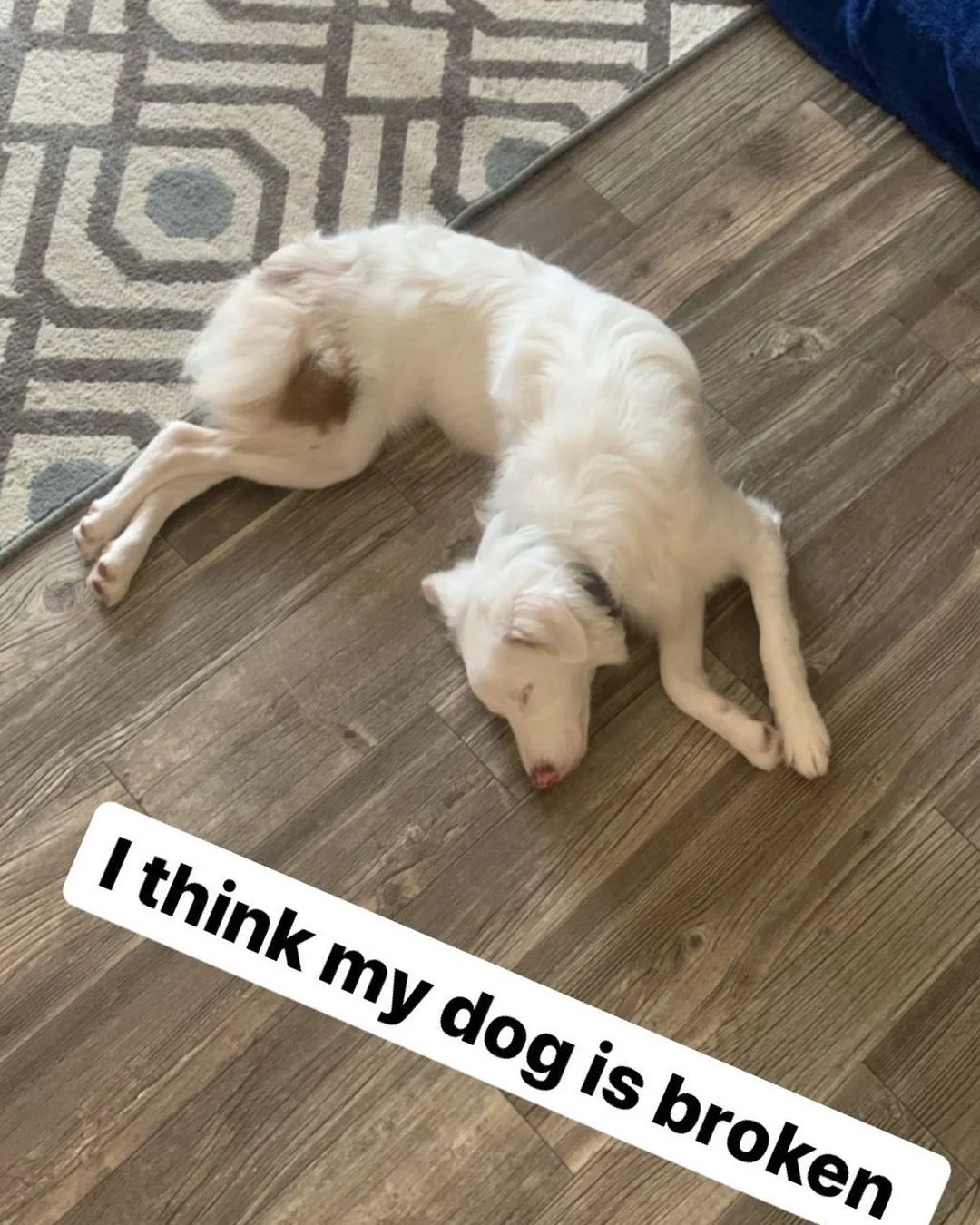 Hombre comparte la adorable manera en que despierta a su perrita ciega y sorda sin asustarla 7 perrita sorda y ciega