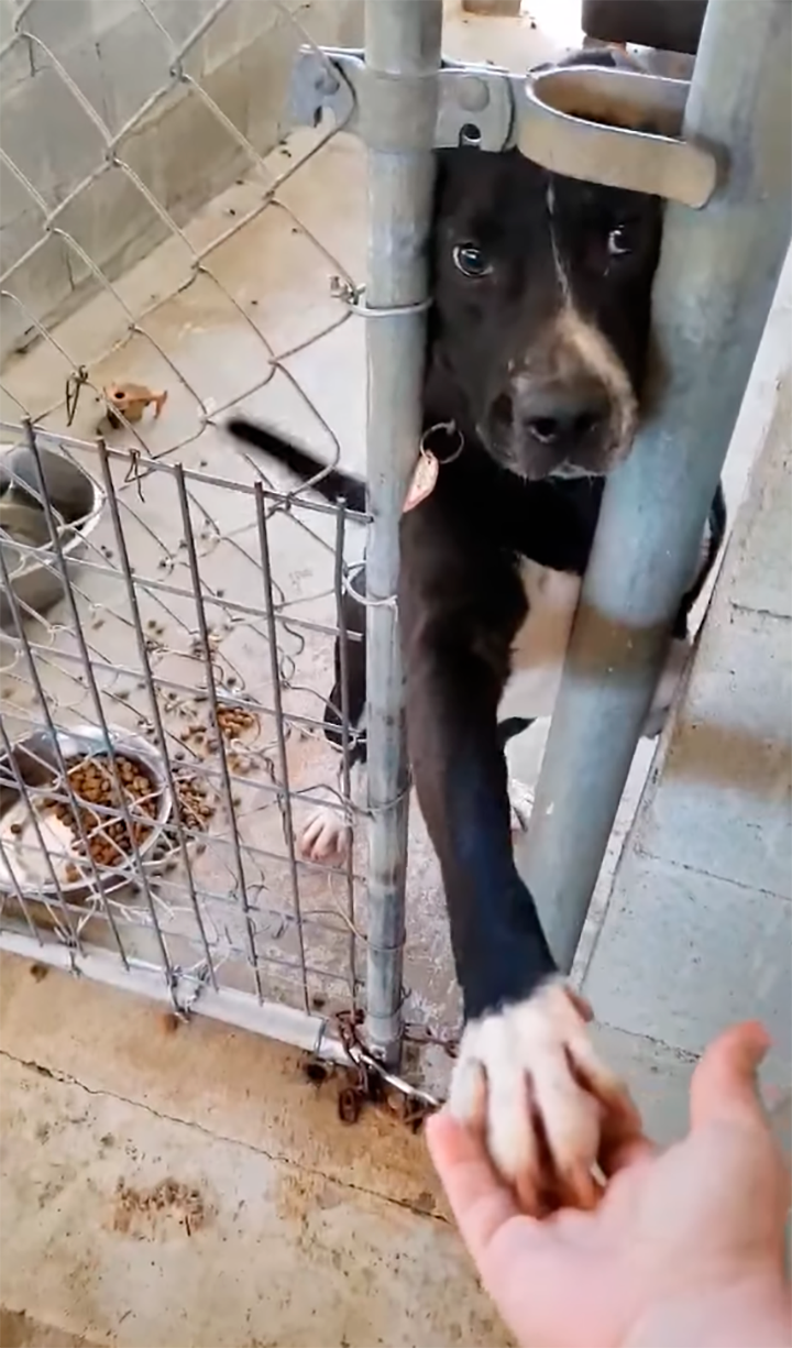 perro de refugio le gusta ser saludado dando la mano