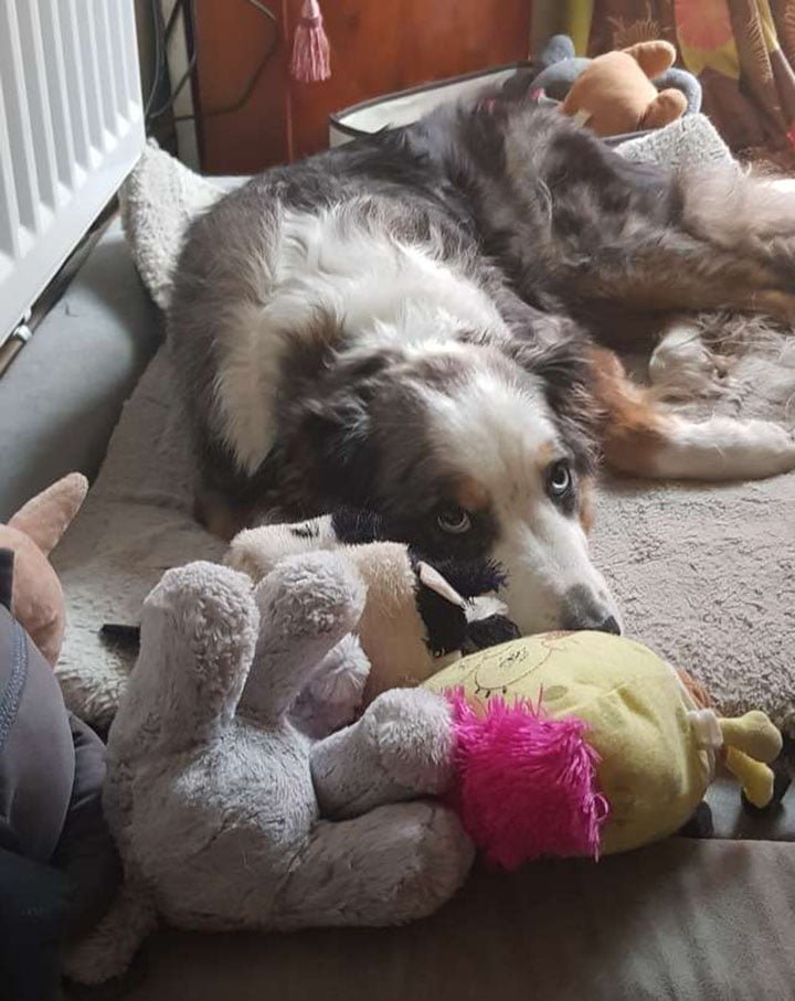 Perro no quiere dejar sus juguetes ni siquiera mientras se secan 6 perro junto a sus juguetes favoritos