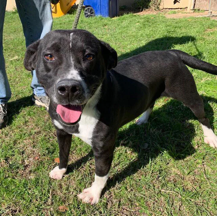 perro de refugio saca su mano para ser saludado