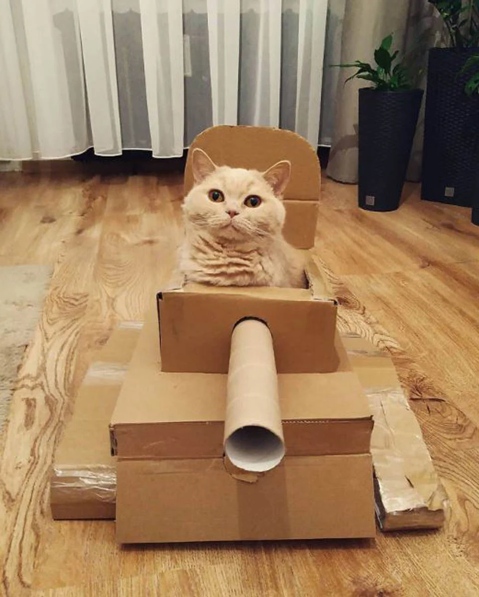 Adorable gatito en caja de cartón