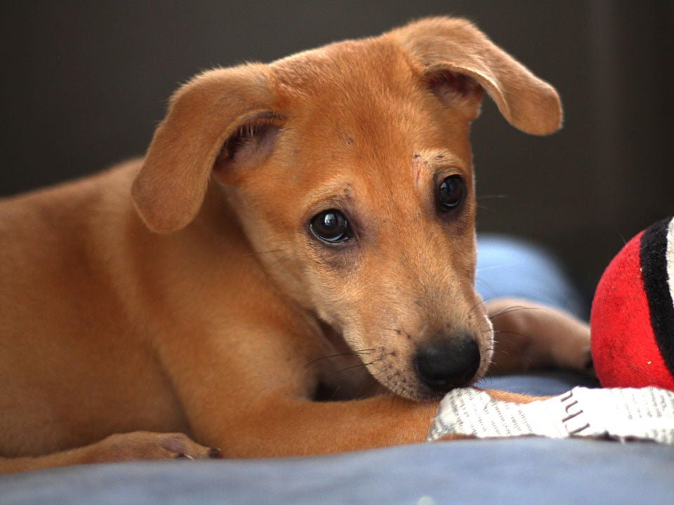 Pareja sin corazón decide aplicar la eutanasia a su perro a pesar de que estaba sano 10 Adorable perrito buscaba una familia