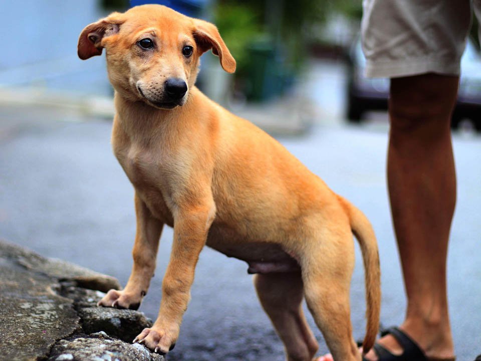 Pareja sin corazón decide aplicar la eutanasia a su perro a pesar de que estaba sano 16 Adorable perrito necesitaba amor